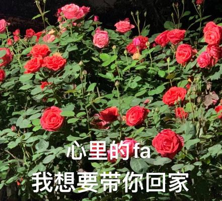 表白