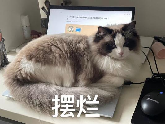 摆烂