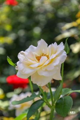 莲花池公园