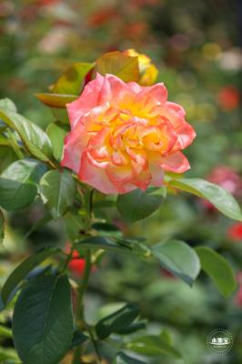 莲花池公园
