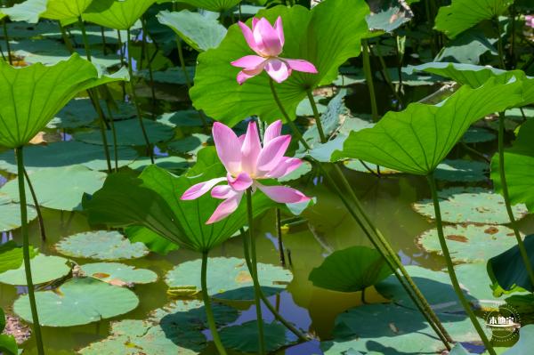 莲花池公园