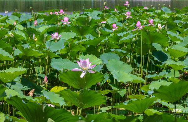 莲花池公园