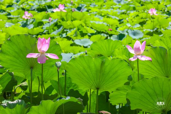 莲花池公园