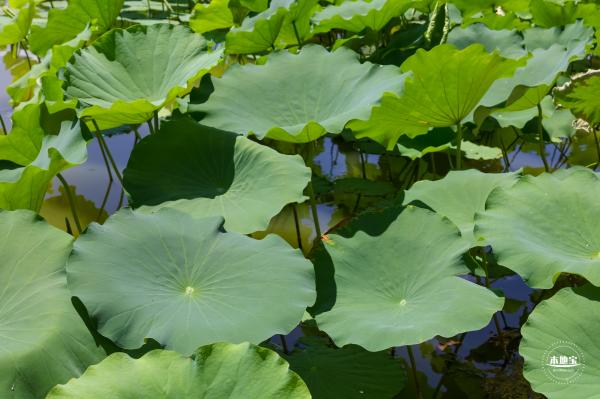 莲花池公园
