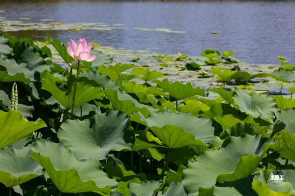 莲花池公园