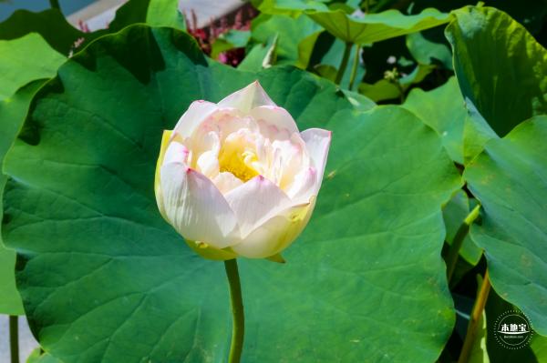 莲花池公园