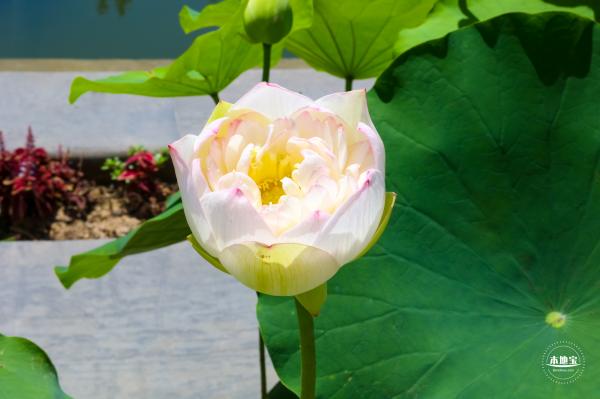 莲花池公园