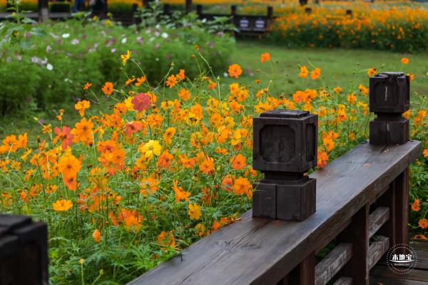 花展
