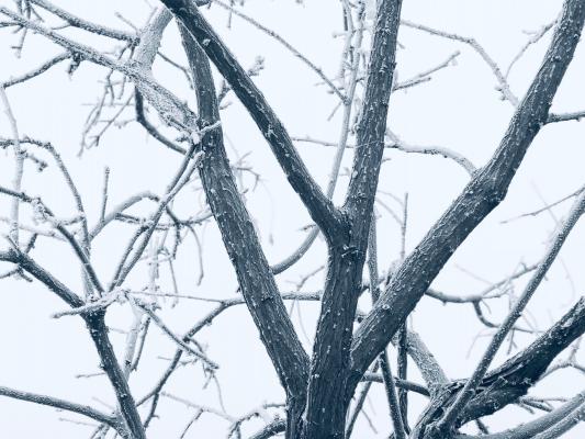 雪（内蒙古篇）
