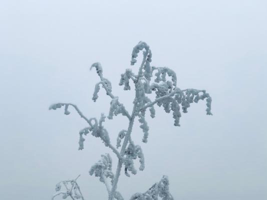 雪（内蒙古篇）