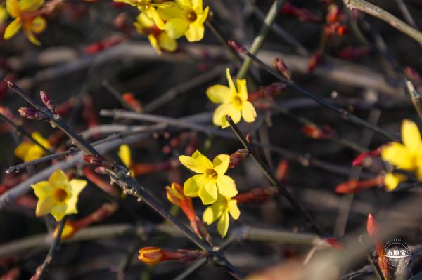 迎春花（持续更新ing）