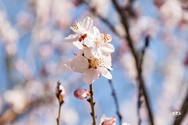 樱花（玉渊潭篇）会更新