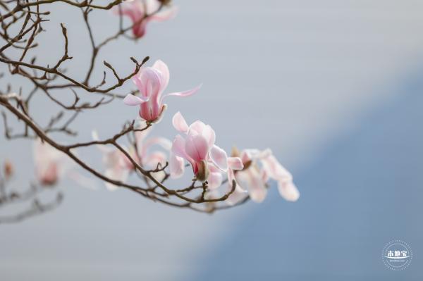 国家大剧院（玉兰花篇）