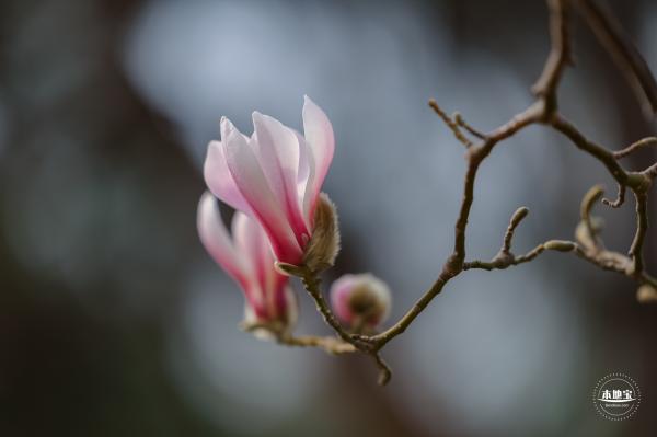 国家大剧院（玉兰花篇）