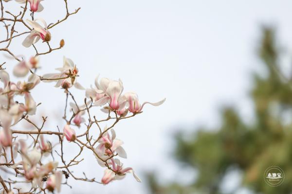 国家大剧院（玉兰花篇）
