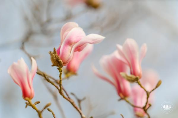国家大剧院（玉兰花篇）