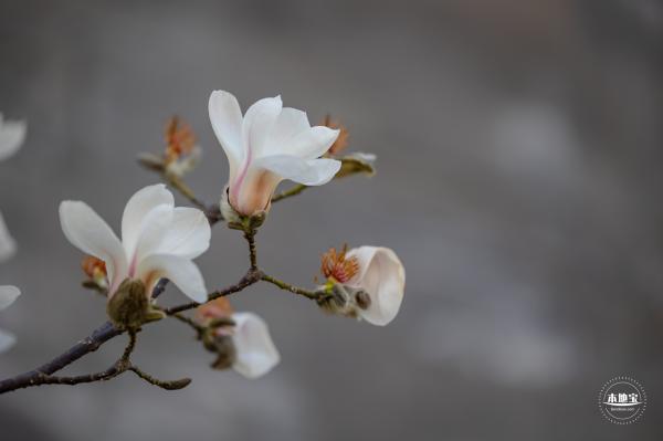 故宫博物院东华门外墙