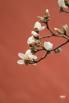 斋宫玉兰