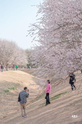 奥森公园桃花