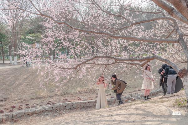 奥森公园桃花