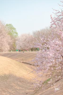 奥森公园桃花