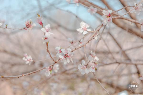 奥森公园桃花