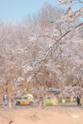 奥森公园桃花