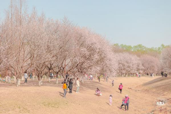 奥森公园桃花