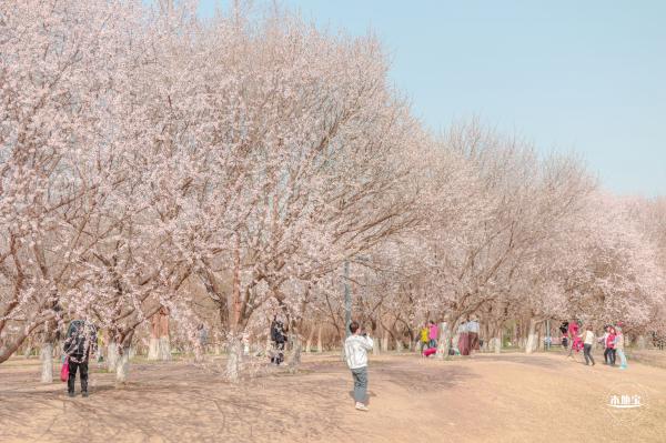 奥森公园桃花