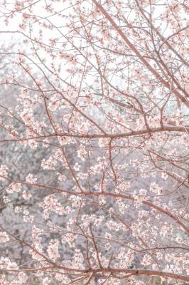 奥森公园桃花