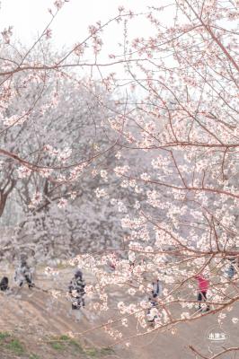 奥森公园桃花
