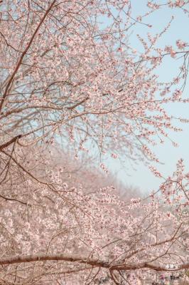 奥森公园桃花