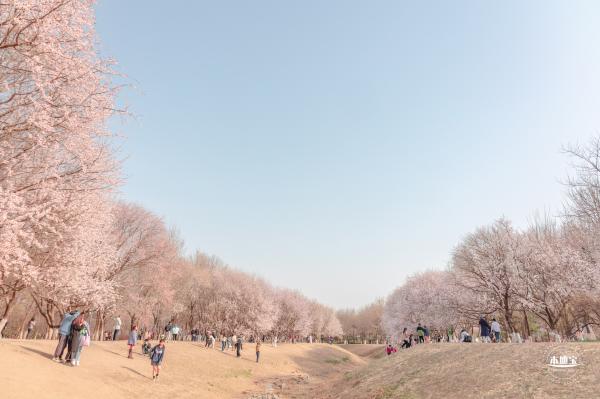奥森公园桃花
