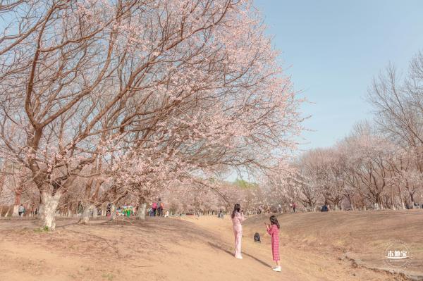 奥森公园桃花