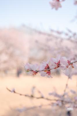 奥森公园桃花