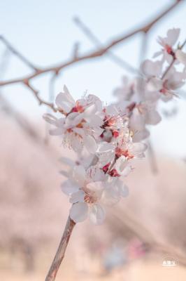 奥森公园桃花