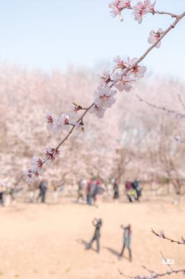 奥森公园桃花