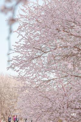 奥森公园桃花