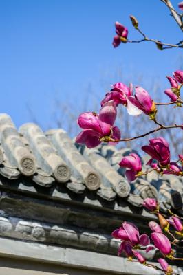 三里河公园（春）