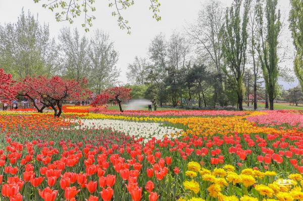 国家植物园（郁金香篇）