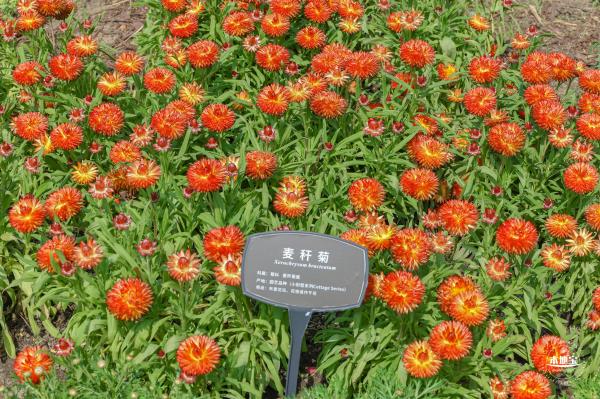 国家植物园（郁金香篇）