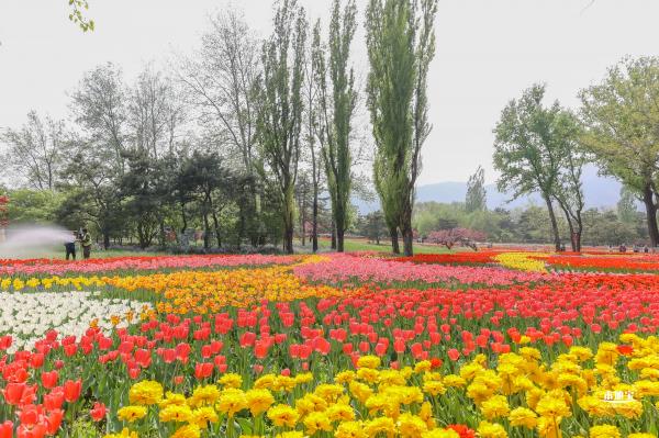 国家植物园（郁金香篇）