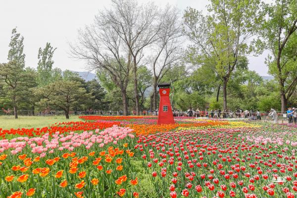 国家植物园（郁金香篇）