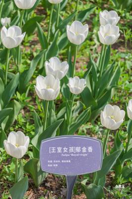 国家植物园（郁金香篇）