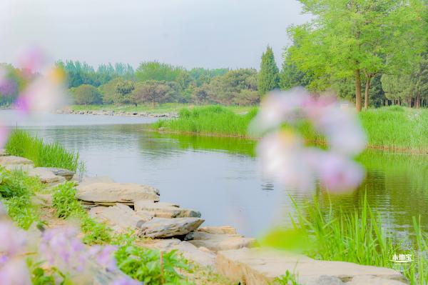 圆明园二月兰