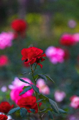 月季花