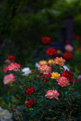 月季花