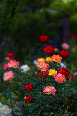 月季花