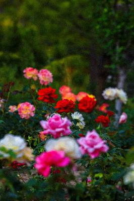 月季花