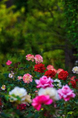 月季花